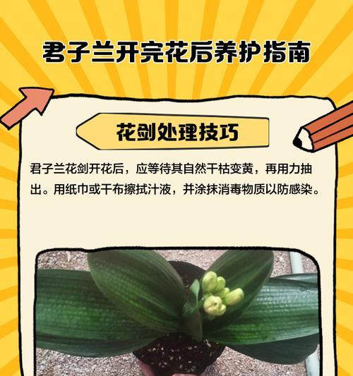 四季君子兰如何养护才能保持香味？