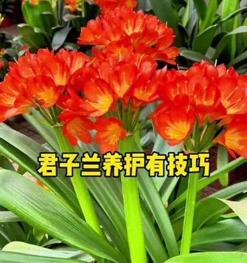 四季君子兰如何养护才能保持香味？