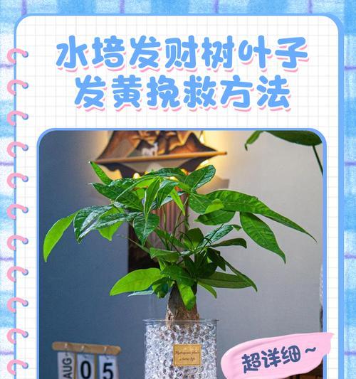 发财树浇水过多叶子发黄怎么办？如何补救？