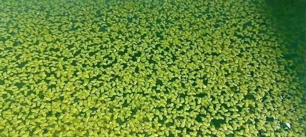 松江地区适合种植哪些水生植物？