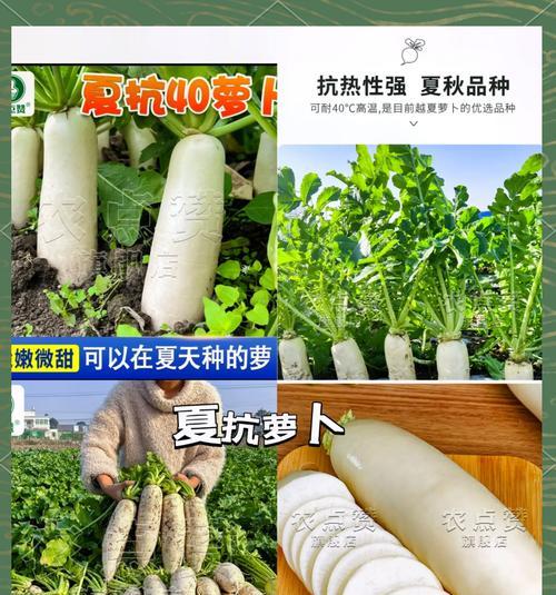 南方种白萝卜什么时候播种？白萝卜的最佳播种时间是什么时候？