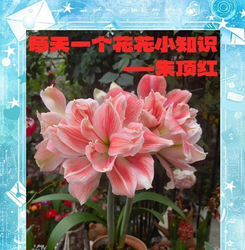 朱顶红休眠期是什么时候？