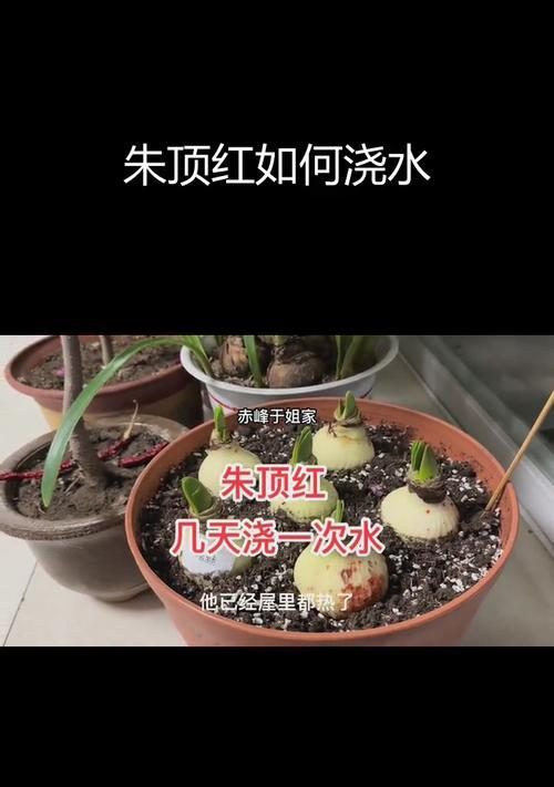 朱顶红休眠期是什么时候？