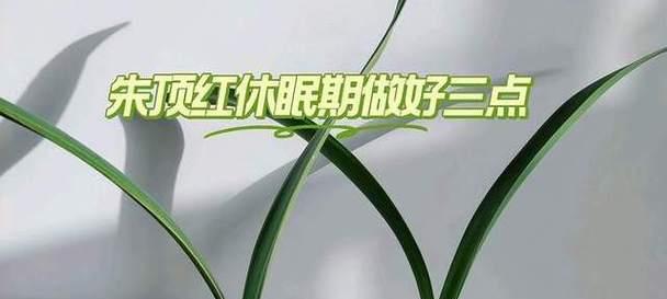 朱顶红休眠期是什么时候？
