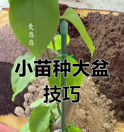三角梅小苗的正确养护方法是什么？如何促进其健康成长？