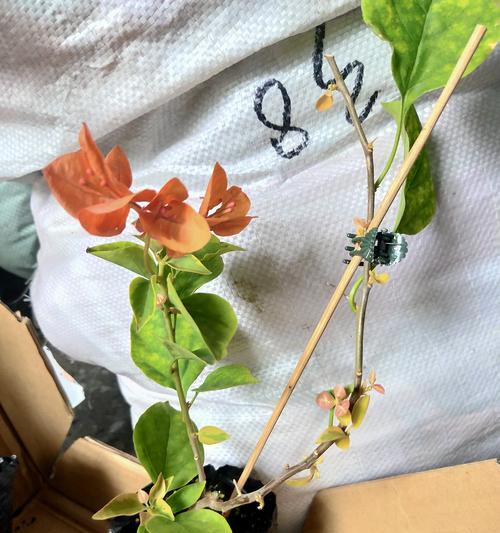 三角梅小苗的正确养护方法是什么？如何促进其健康成长？