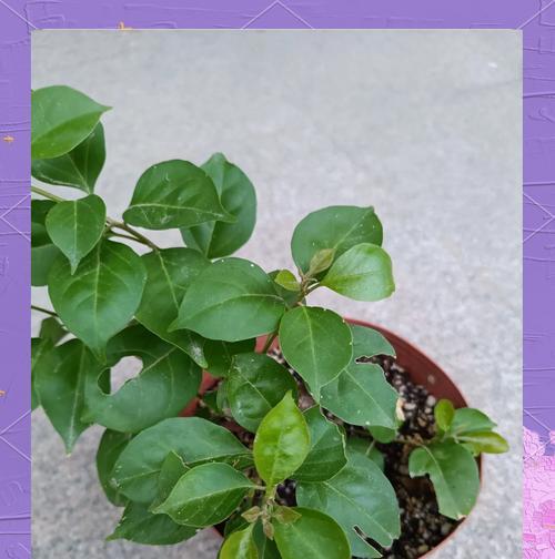 三角梅缓苗后怎么处理？缓苗期的管理要点是什么？
