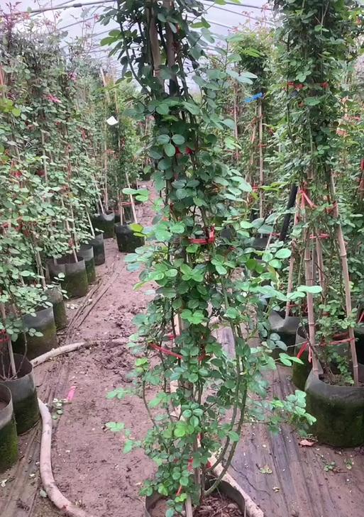 月季爬藤换土怎么换？月季爬藤植物换土的正确步骤是什么？