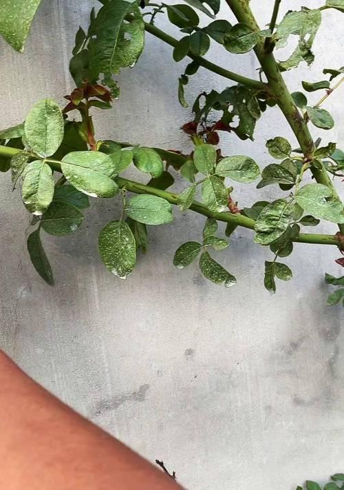 月季爬藤换土怎么换？月季爬藤植物换土的正确步骤是什么？