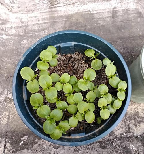 凤仙花叶子发黄怎么办？有哪些有效的补救措施？
