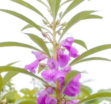 凤仙花叶子发黄怎么办？有哪些有效的补救措施？