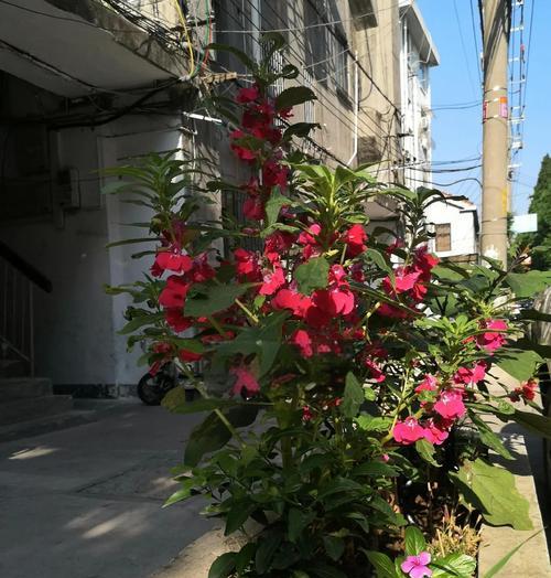 凤仙花叶子发黄怎么办？有哪些有效的补救措施？