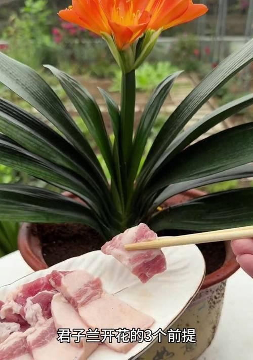君子兰皮芽子种植技巧有哪些？