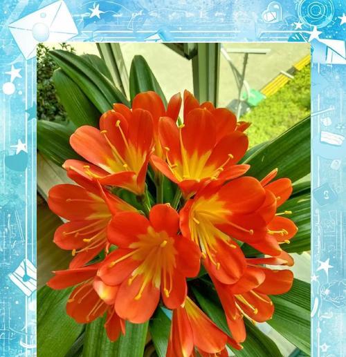 君子兰皮芽子种植技巧有哪些？