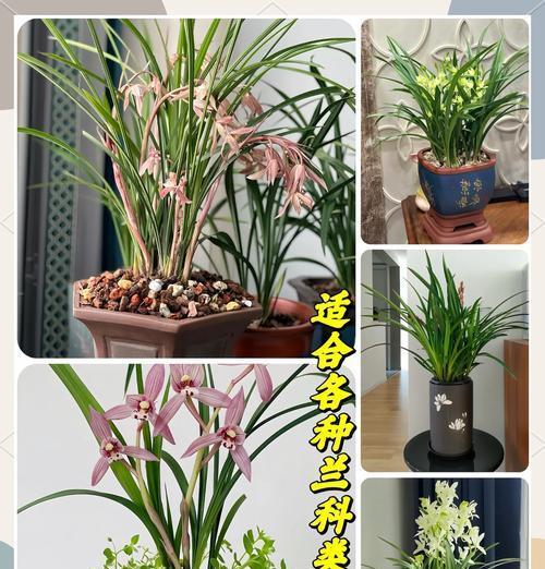 君子兰皮芽子种植技巧有哪些？