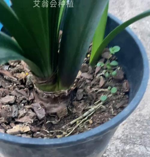 安吉拉朱顶红不生侧枝的原因分析？