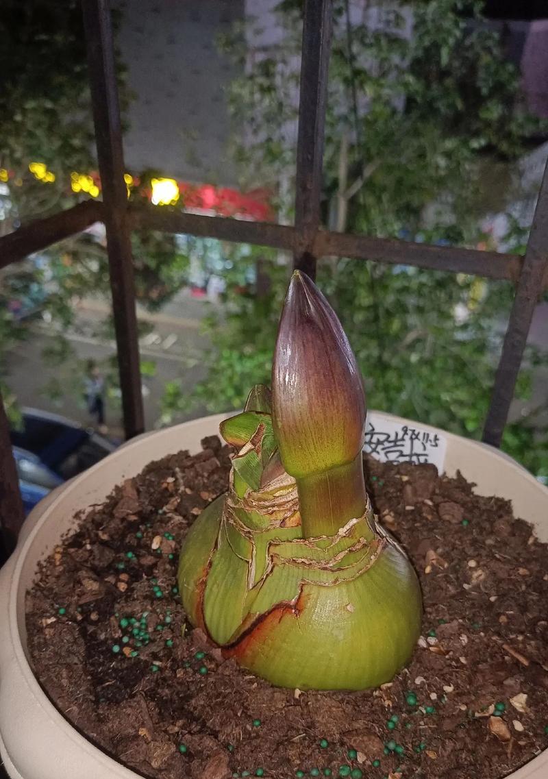 安吉拉朱顶红不生侧枝的原因分析？