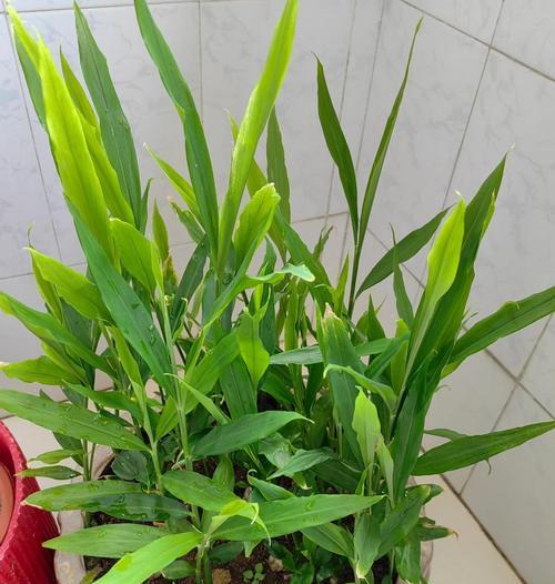 氢氧化钙自制肥料的方法是什么？