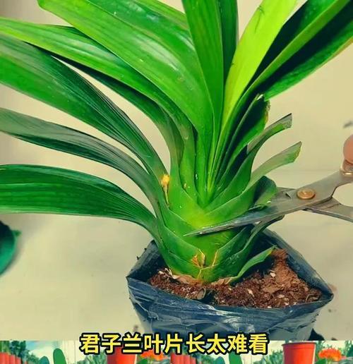 君子兰新叶长得太长怎么办？如何修剪和管理？