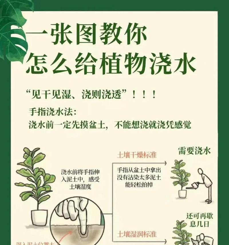 春季牡丹浇水的正确方法是什么？