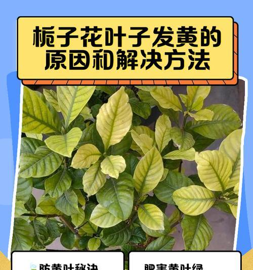 蔬菜叶子背面发黄是什么原因？如何解决？