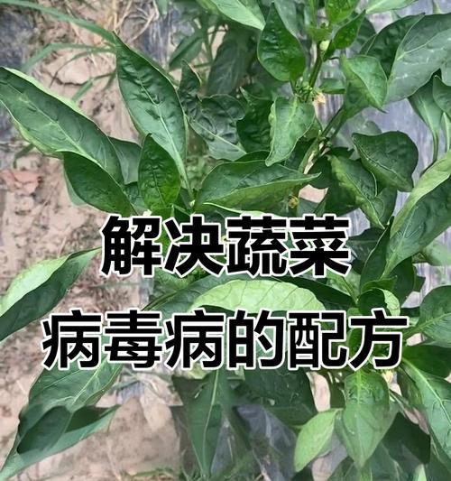 蔬菜叶子背面发黄是什么原因？如何解决？