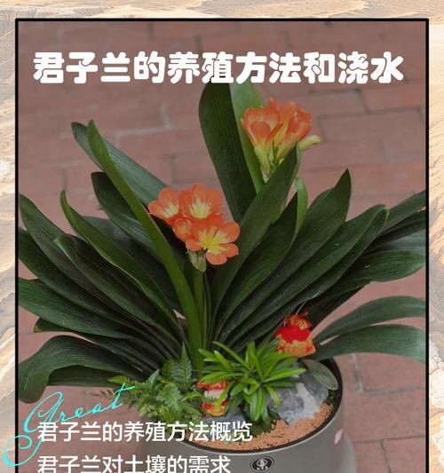 君子兰怎么剪叶不黄呢？剪叶的最佳时间和方法是什么？