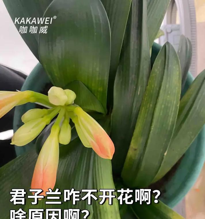 君子兰怎么剪叶不黄呢？剪叶的最佳时间和方法是什么？