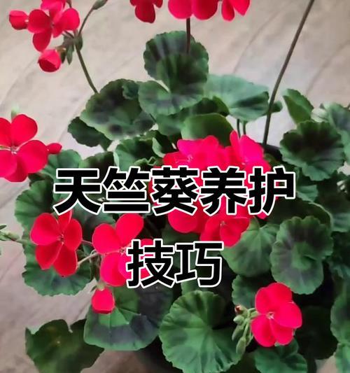 四季开花天竺葵的养护秘诀是什么？
