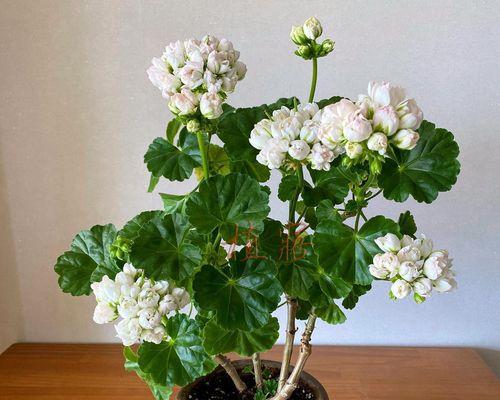 四季开花天竺葵的养护秘诀是什么？