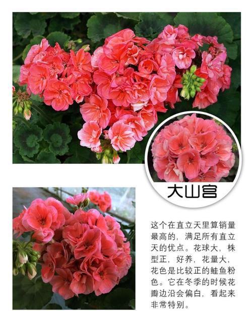 四季开花天竺葵的养护秘诀是什么？