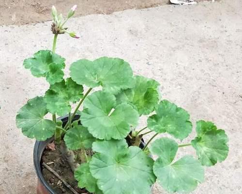 天竺葵老桩子养护技巧是什么？
