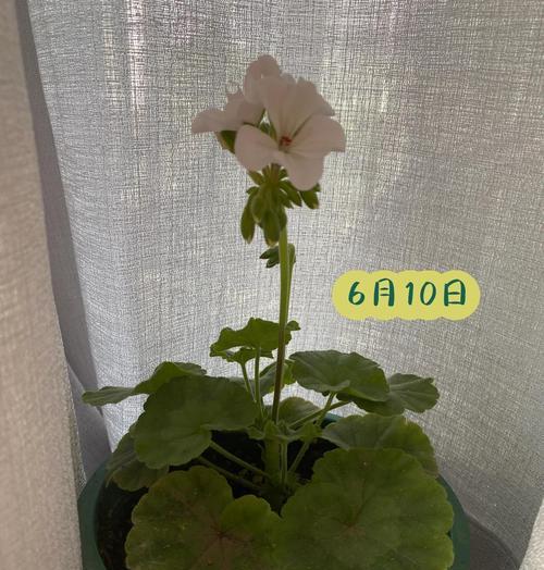 天竺葵老桩子养护技巧是什么？