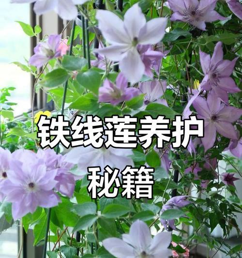 5月份铁线莲修剪的正确步骤是什么？