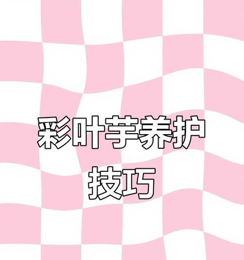 彩叶芋施肥的正确方法是什么？如何科学施肥？