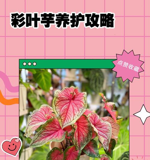 彩叶芋施肥的正确方法是什么？如何科学施肥？