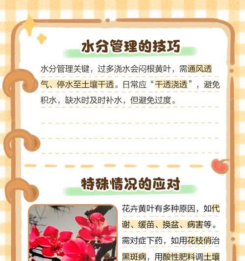 塔柏叶子发黄应如何进行养护？