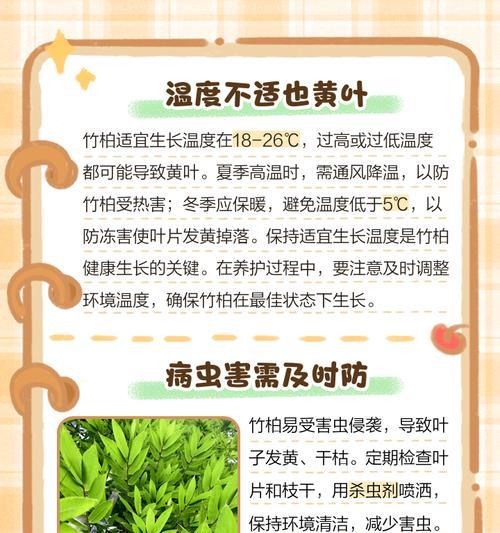 塔柏叶子发黄应如何进行养护？