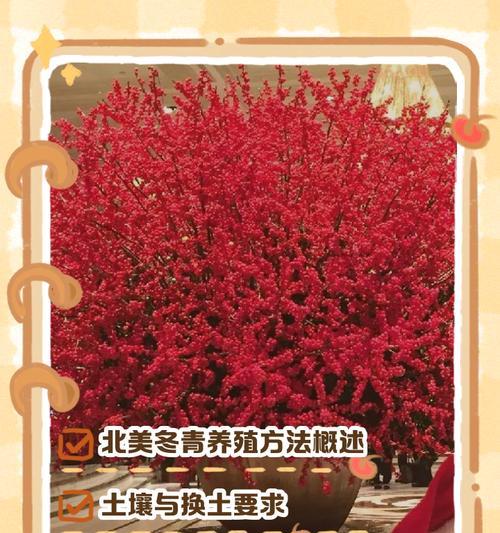 冬青浇水的正确方法和技巧？