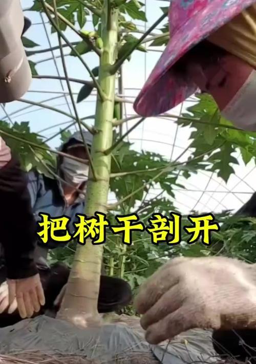 栽培技术中有哪些神奇的方法？