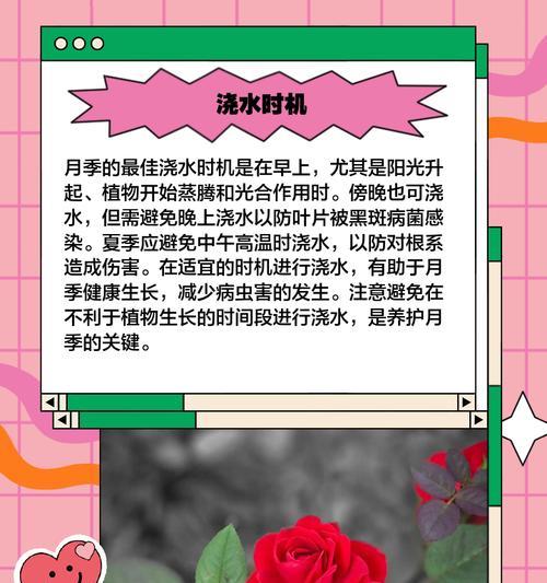 保存花的正确浇水方法是什么？