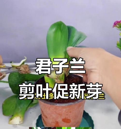 君子兰修剪的最佳时间是什么时候？