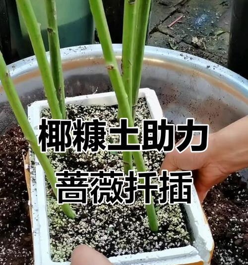 椰糠土养君子兰的正确方法是什么？