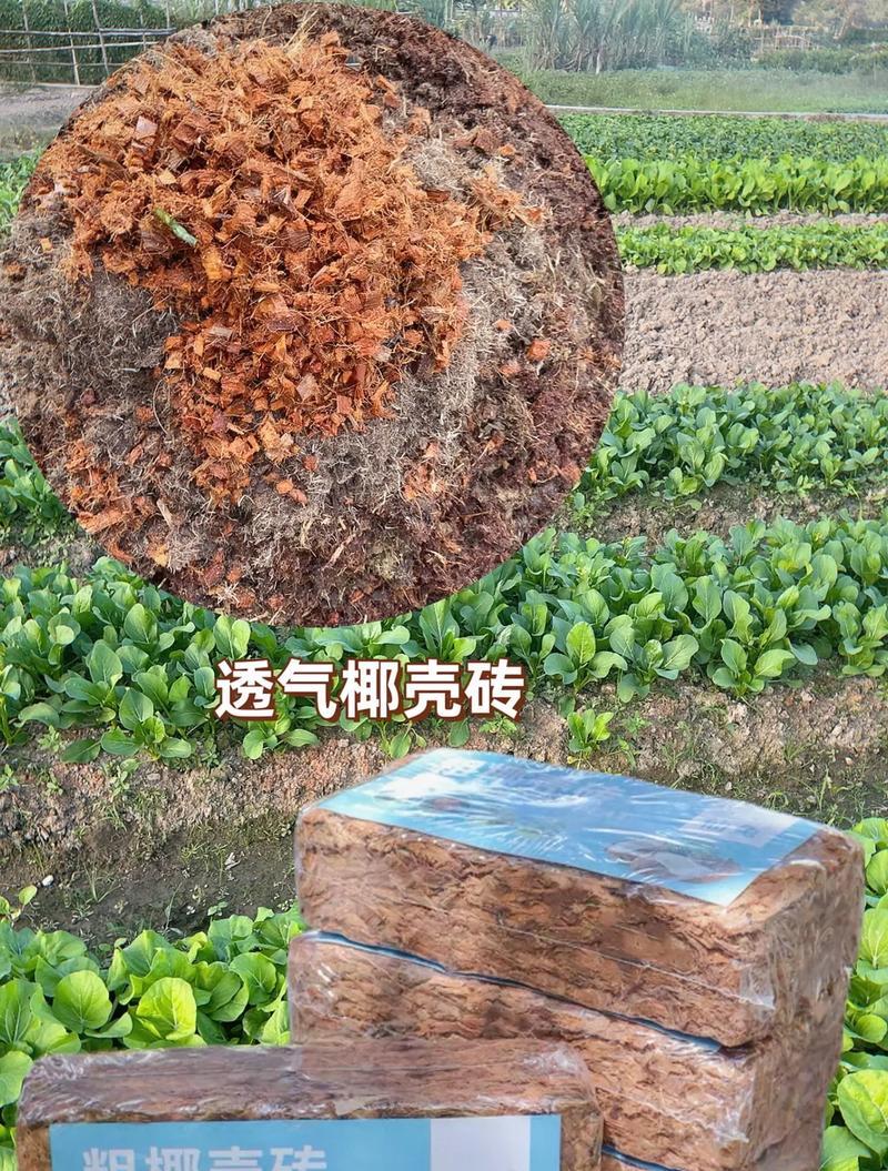椰糠土养君子兰的正确方法是什么？