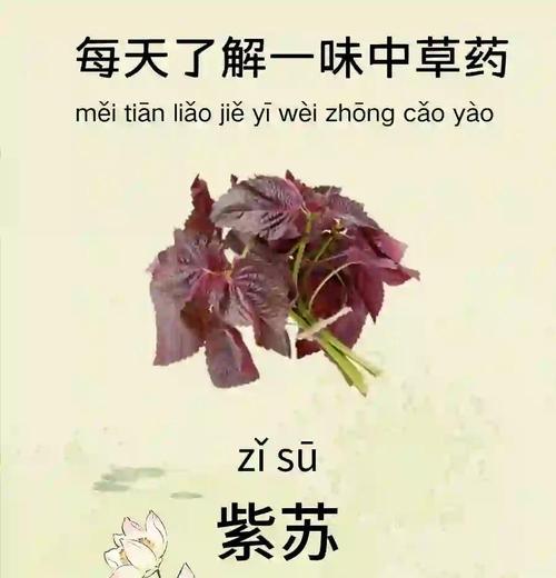 哪些植物属于植物界的香草？它们的用途是什么？