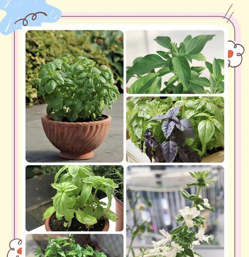 哪些植物属于植物界的香草？它们的用途是什么？
