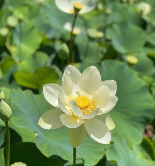 天竺葵五彩霞光的养殖方法是什么？如何保持其鲜艳色彩？