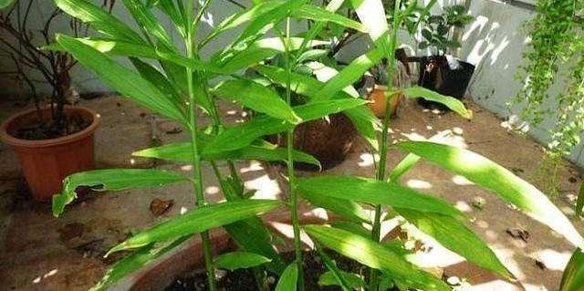 盆景姜的正确养护方法是什么？