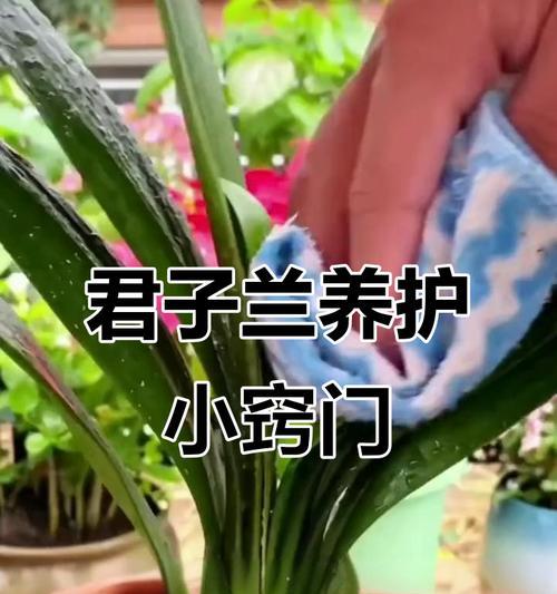 君子兰失去根部后如何补救？有哪些有效的补救措施？