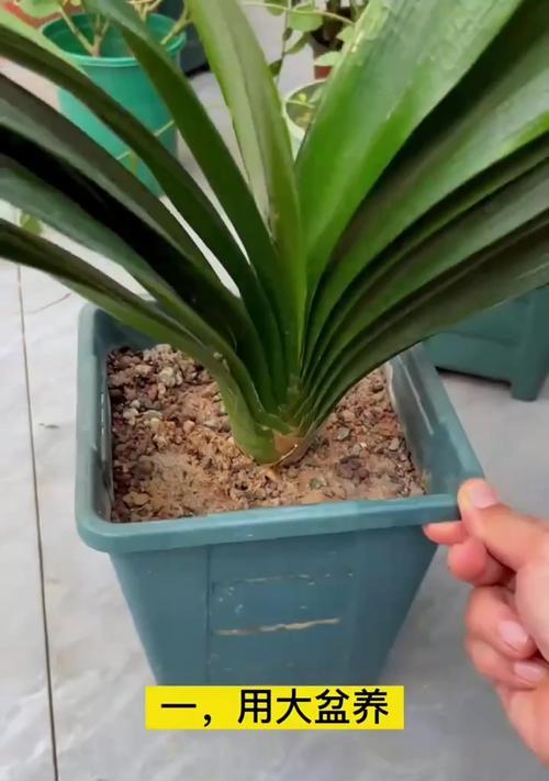君子兰三度开花怎么办？如何处理多度开花？